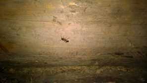 Mravce v kúpeli: prečo sa tam objavujú tieto hmyz a ako sa ich zbaviť